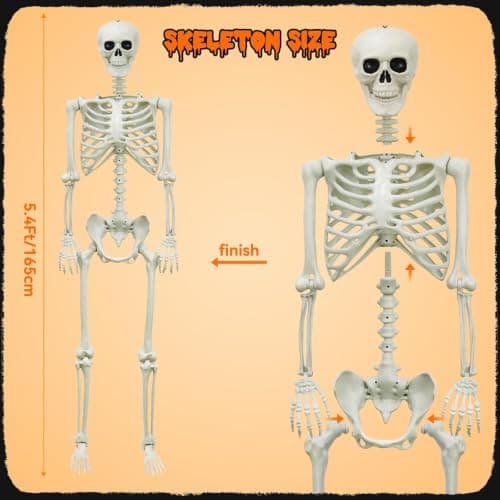 Halloween Decorations Outdoor 5.4Ft Life-Size Realistic Posable Skeleton | Full Body Realistic Human Bones with Posable Joints, Durable Outdoor/Indoor Spooky Skeleton Prop for Haunted House, Yard view 2