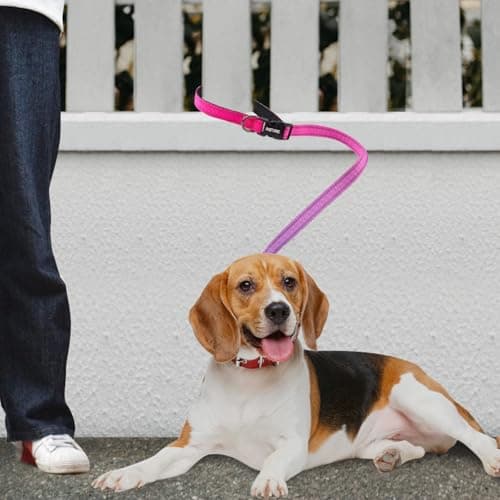 Hands-Free Zipper Pouch Dog Leash 4-6 Foot Elastic Waist Belt Leash Suitable for Medium to Large Dogs Double-Layer Cushioned Handle Car Seatbelt-Style Buckle Dual-Purpose for Training and Jogging view 7