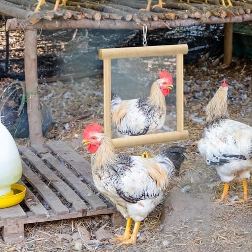 Sadnyy Chicken Mirror Toys Extra Large 10.6 x 10 Inch Big Hanging Swing Mirror with Bell Wooden Pecking Toy for Hens Birds Parrots Coop Roosters (Square, Yellow, 1pcs) view 2