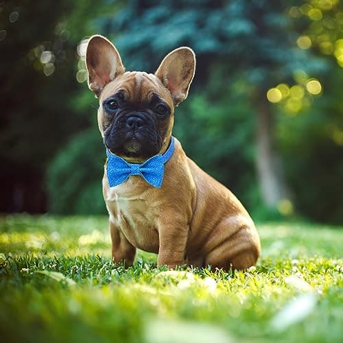 Jumpress Blue Boy Dog Collar with Bow, Bling Male Bowtie Dog Collar for Puppy Small Dogs and Cats, Cute Dog Collar for Daily Walking or Holiday Party (Neck fit 9-12’’) view 4
