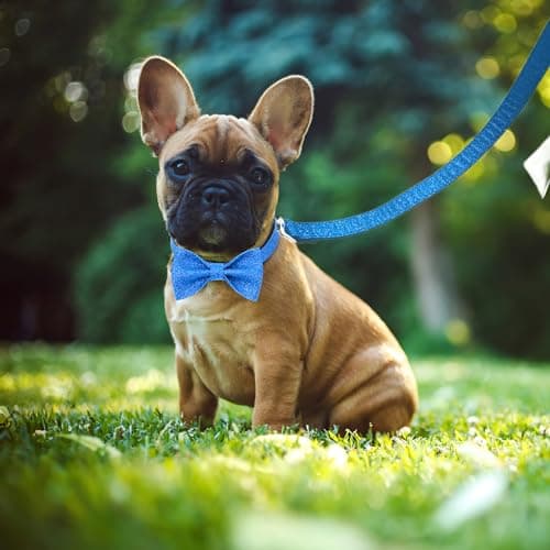 Jumpress Bling Bow Tie Dog Collar and Leash Set, Cute Blue Boy Dog Collar with Bow and 5ft Leash for Medium Dogs Daily Walking or Holiday Party (Neck fit 13-19’’) view 4