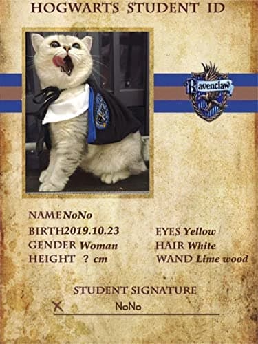 Cat Costumes Halloween 3 Piece Set with Glasses and Neckties, Cat Dog Cosplay Costume Set, Perfect for Party and Gifts for Cat Dog (Blue, Large) view 4