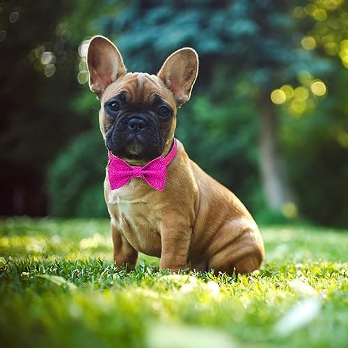 Jumpress Girl Dog Collar with Bow, Bling Female Bowtie Dog Collar for Puppy Small Medium Dogs Daily Walking or Holiday Party (Hot Pink, Neck fit 11-16’’) view 4