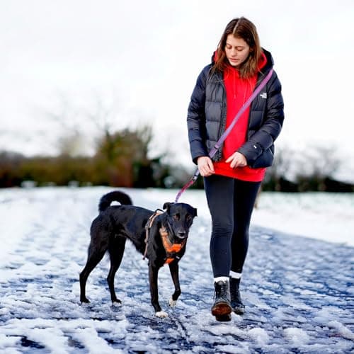 Hands-Free Zipper Pouch Dog Leash 4-6 Foot Elastic Waist Belt Leash Suitable for Medium to Large Dogs Double-Layer Cushioned Handle Car Seatbelt-Style Buckle Dual-Purpose for Training and Jogging view 6