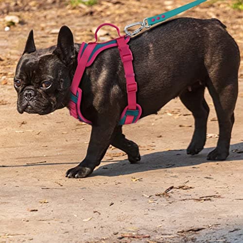 Wolfone No Pull Dog Harness Adjustable Soft Padded Pet Vest with Control Handle Adorable Daily Harness for Dogs（Viridian Green M） view 5