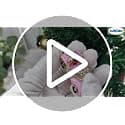 Pink Car Ornaments with Rhinestone view 2
