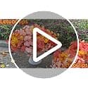 12 Bundles Fall  Artificial Morning Glory Flowers for Outdoors（Fall Mixed4） view 5