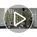 Bailikang 7FT Artificial Black Olive Tree Artificial Olive Plants, Tall Faux Olive Tree Faux Silk Plant Fake Plant Ultra-Realistic Silk Leaves & Natural Trunk Indoor Outdoor Use view 7